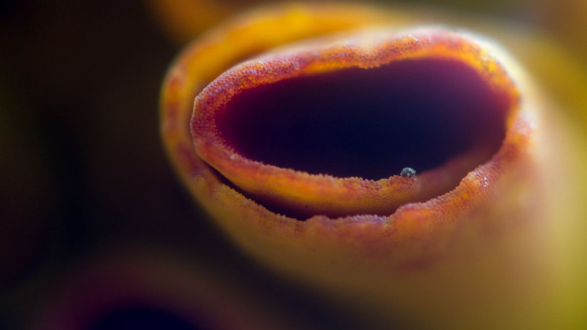 Close-up of an orange marigold petal